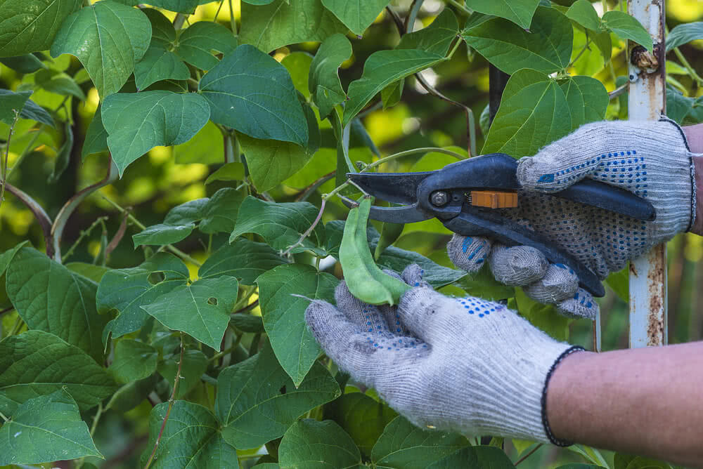 Harvesting